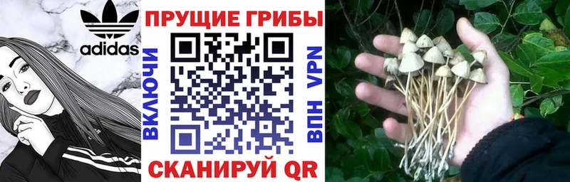 Галлюциногенные грибы MAGIC MUSHROOMS  Купить где  Александровск 
